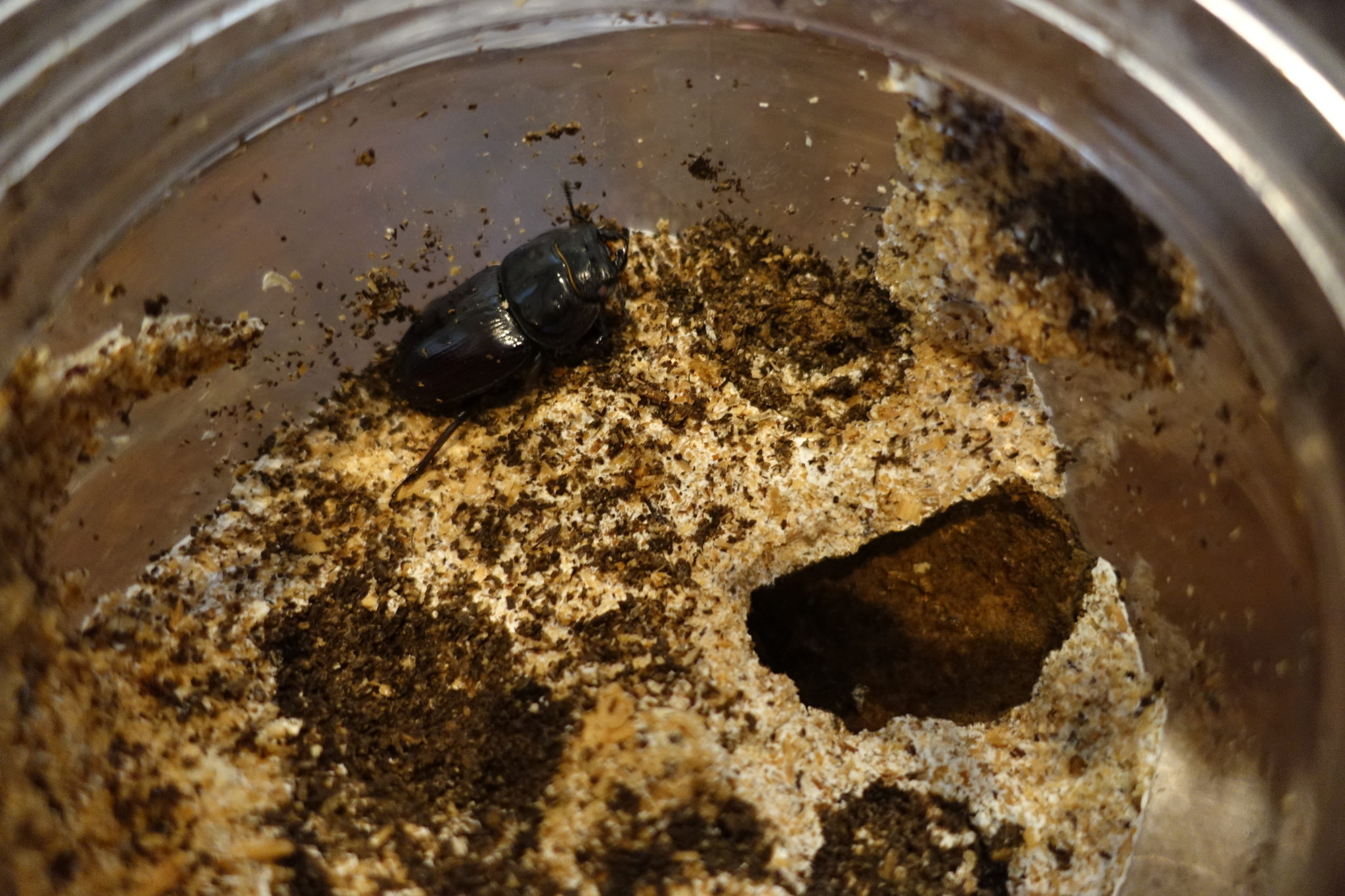 オオクワガタの羽化