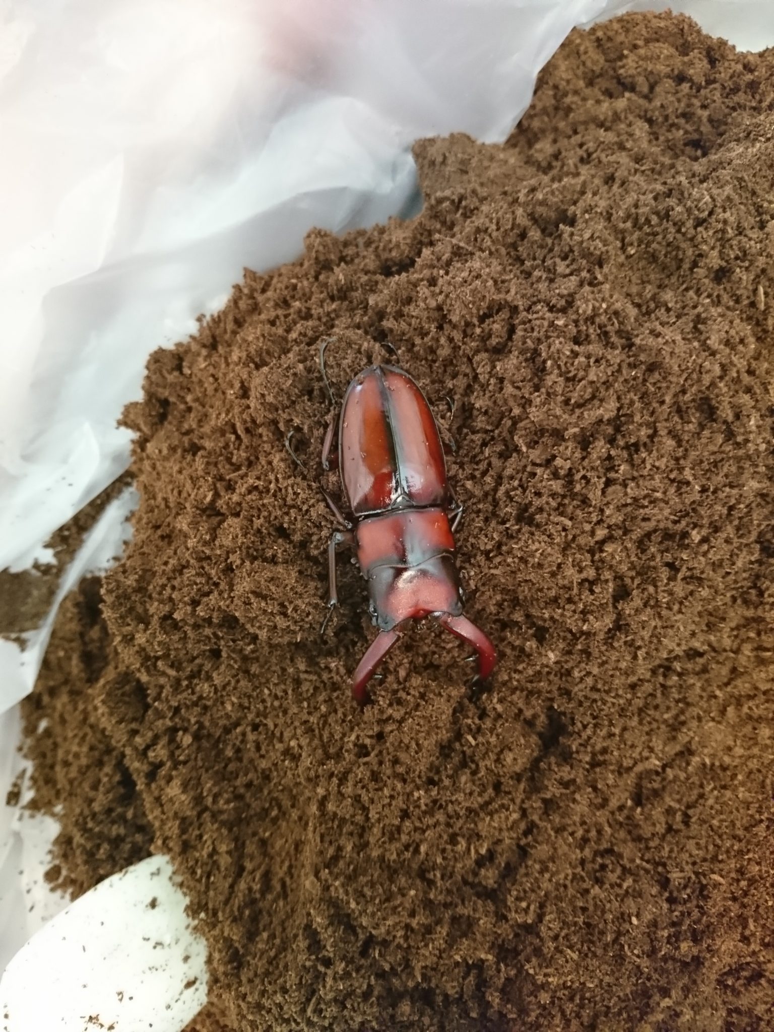 トカラノコギリクワガタ