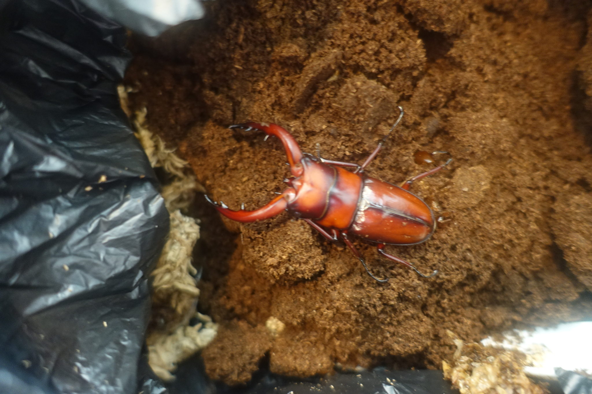 トカラノコギリクワガタ