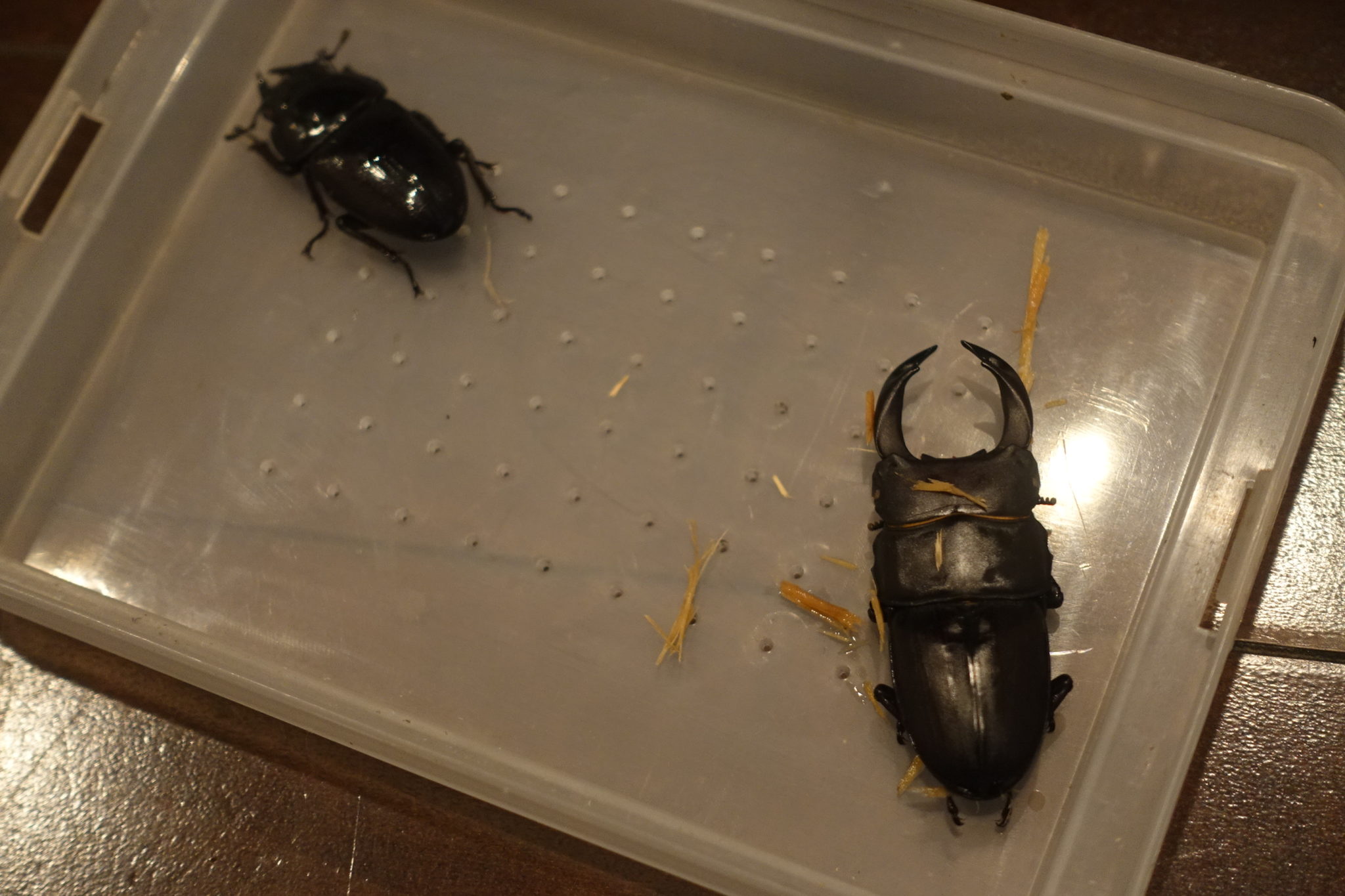 オオクワガタ越冬準備